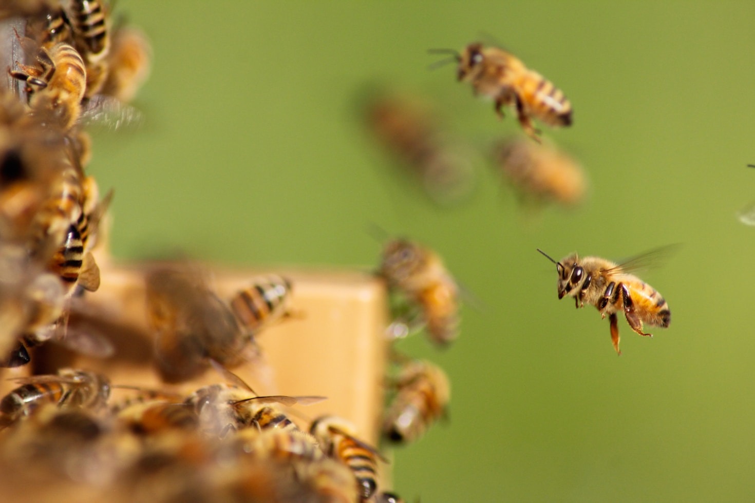 El ciclo natural de las abejas: clave para miel auténtica